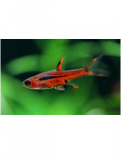 Rasbora Boraras brigittae